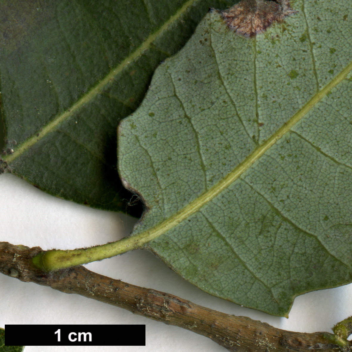 High resolution image: Family: Fagaceae - Genus: Quercus - Taxon: chrysolepis × Q.vacciniifolia